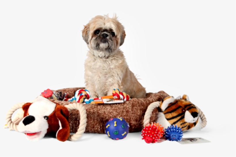 Parent Directory - Pet Supplies, transparent png
