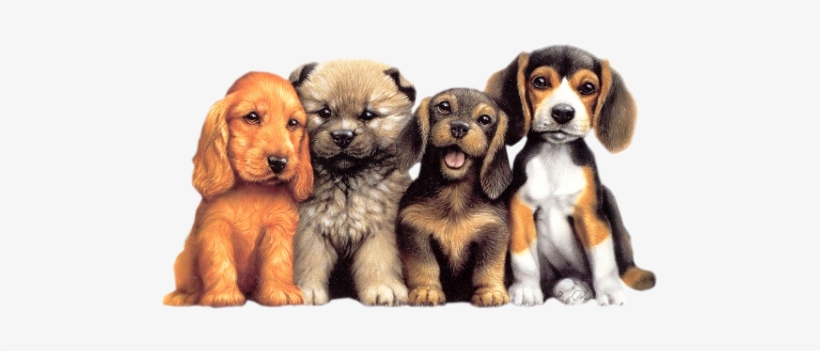 Cães Mais Velhos Toleram Filhotes, E Às Vezes Podem - Hello Glitter, transparent png