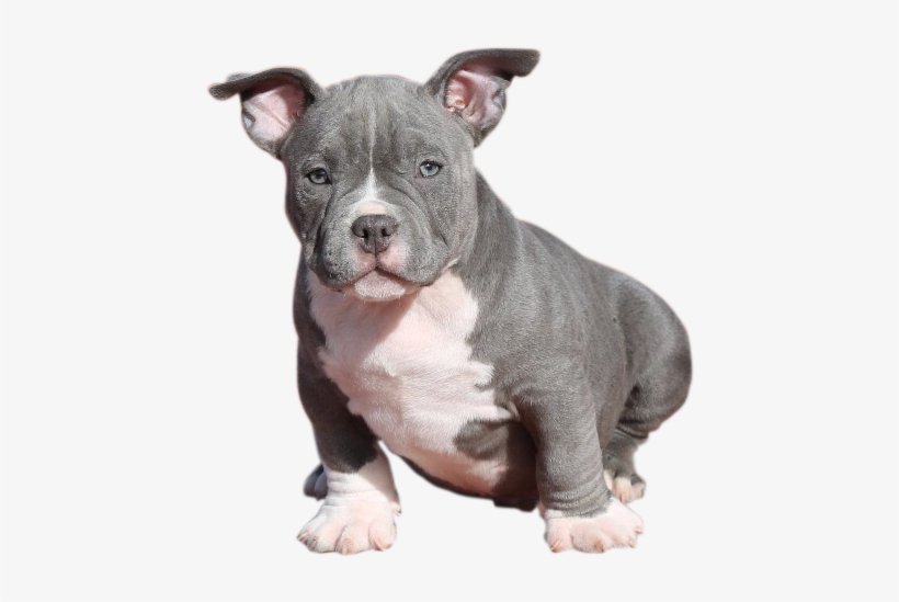 Cachorro - American Bully Cachorro Png, transparent png