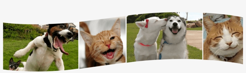 Cirurgia De Coluna Em Cachorro - Rabies, transparent png