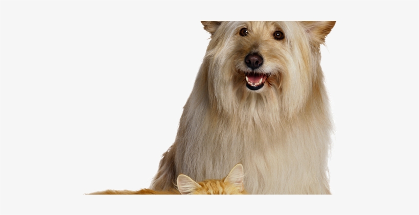 Lindos Gostei - Dog And Cat White Background, transparent png
