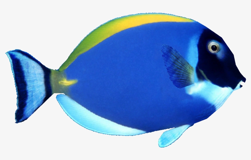 Powder Blue Tang - Blue Surgeonfish White Background, transparent png