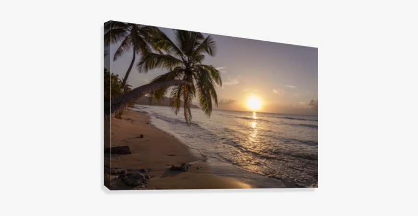 A Palm Tree Silhouette At Sunset - United States Virgin Islands, transparent png