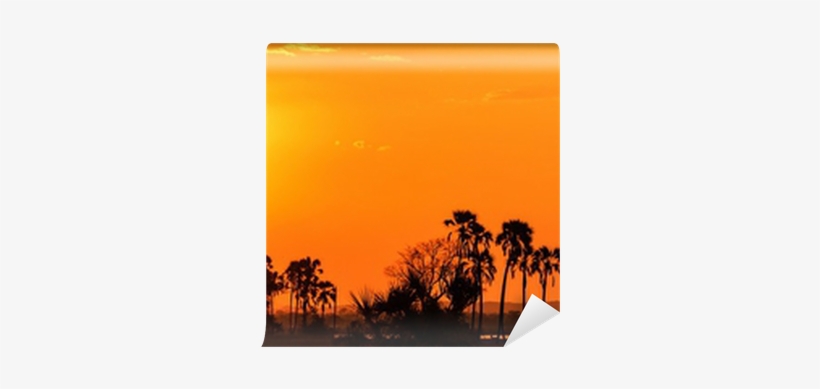 Orange Glow Sunset In A Palm Trees Landscape Wall Mural - Sunset, transparent png
