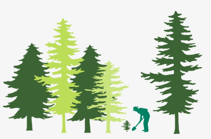 Tree Planting In Forest Illustration - United States Capitol, transparent png