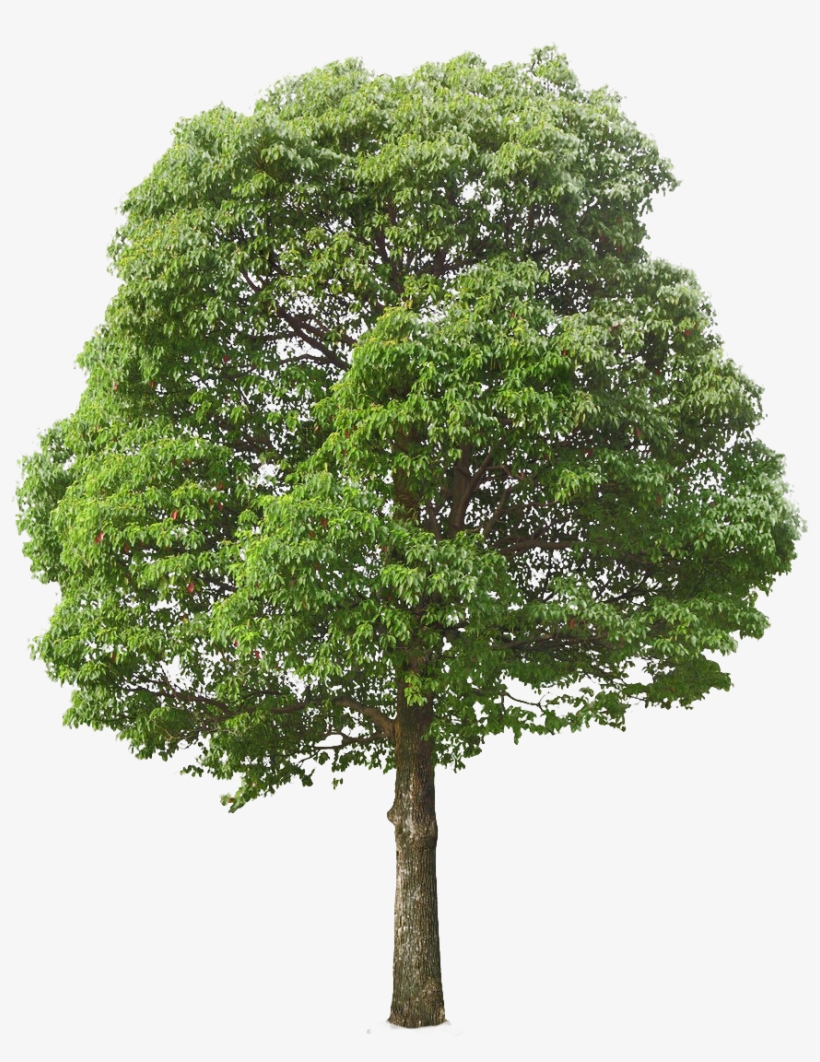 Pin By A Kramer On Cutout - Tree Png, transparent png