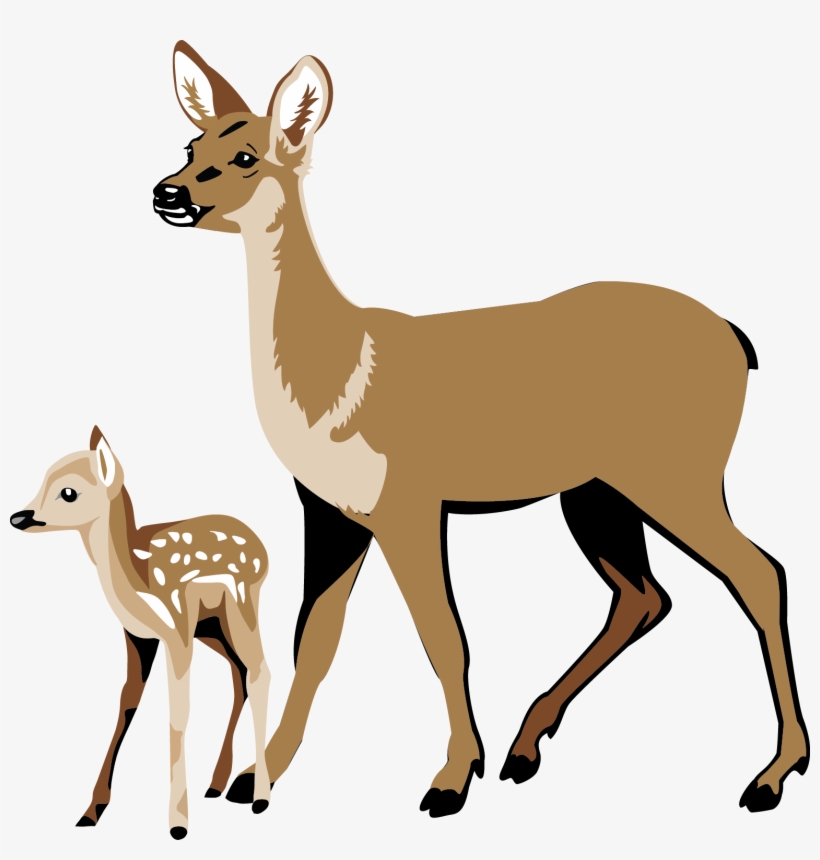 Fawn Pencil And In Color - White Tailed Deer Clipart, transparent png
