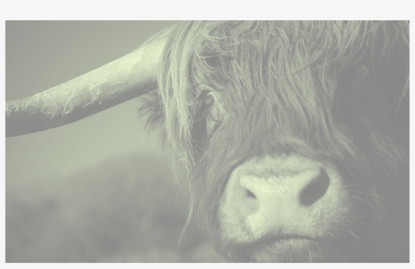 Smiling Cow - Bull, transparent png