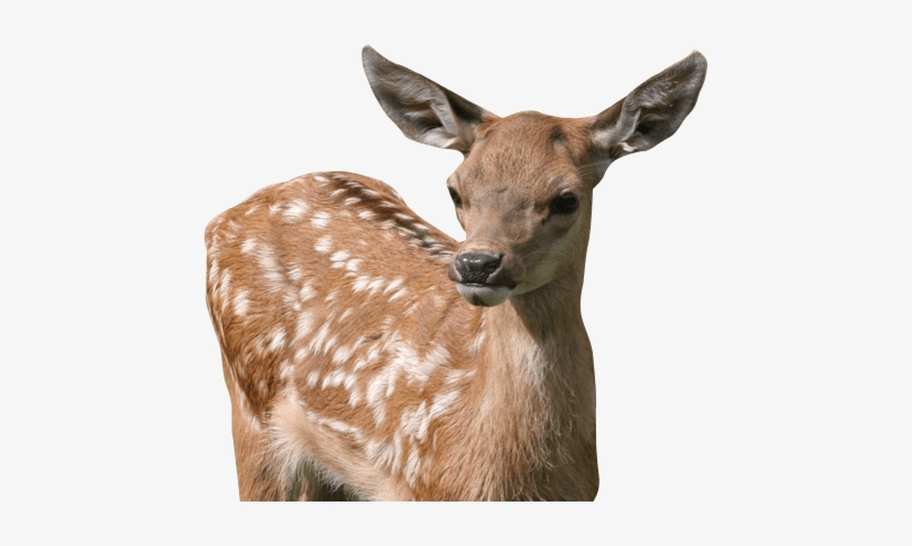 Variety Of Animals To See And Enjoy From Chickens And - Baby Fawn Png Transparent, transparent png