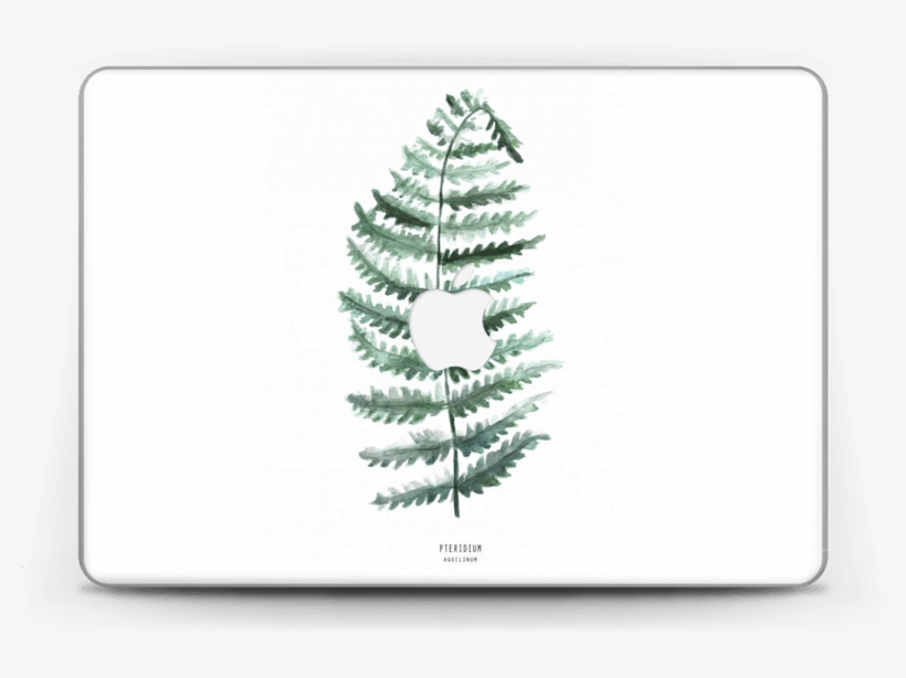 Pteridium Aquilinum - Bracken, transparent png