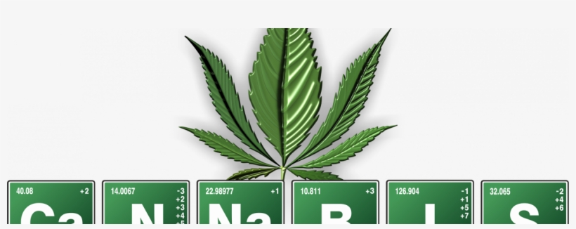 The History Of Cannabis Explained - Cannabis Medicinal, transparent png