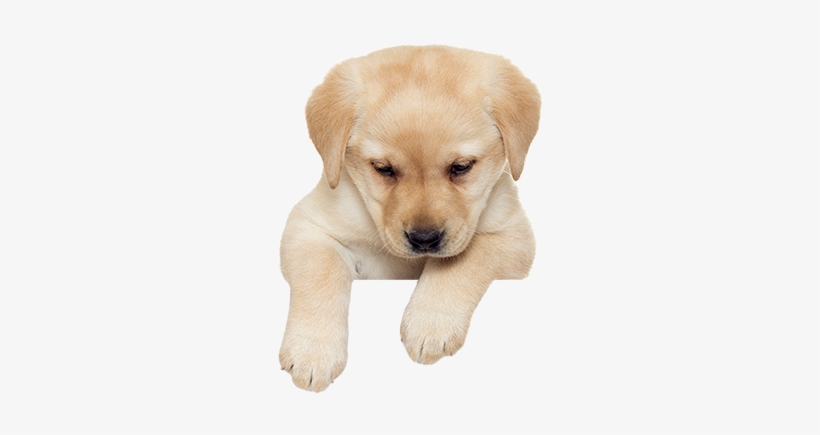 png puppy