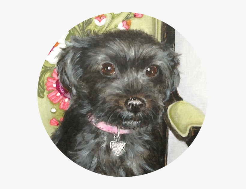 Commissioned Dog Portrait - Schnoodle, transparent png