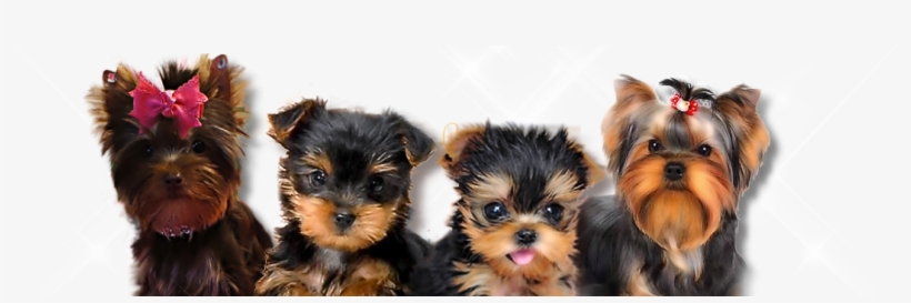 Long Island Dog Grooming - Guadalajara, transparent png