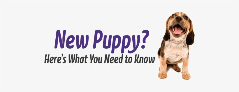 New Puppy - Dog Yawns, transparent png