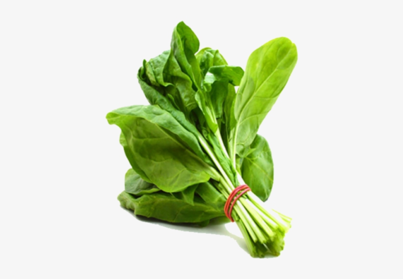 Leaves That Store Food, transparent png