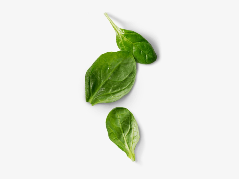 Left Vignette - - Basil, transparent png