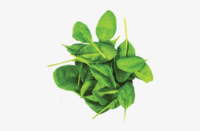Search For - - Spinach, transparent png