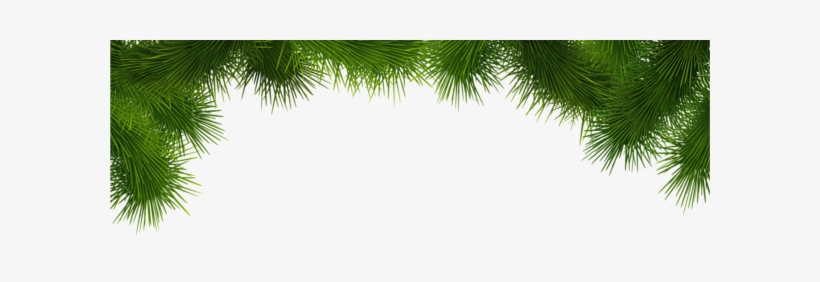 Pine Deco Branches Png Clip Art - Clip Art, transparent png