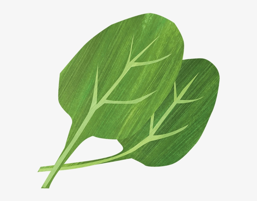 Canna Lily, transparent png