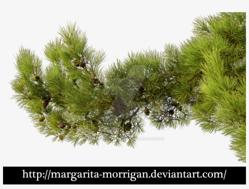 Branch By Margarita Morrigan - Pine Tree Branch Png, transparent png