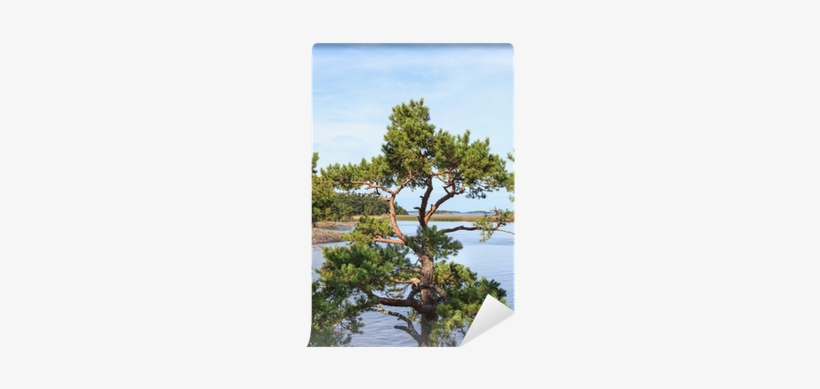 American Pitch Pine, transparent png