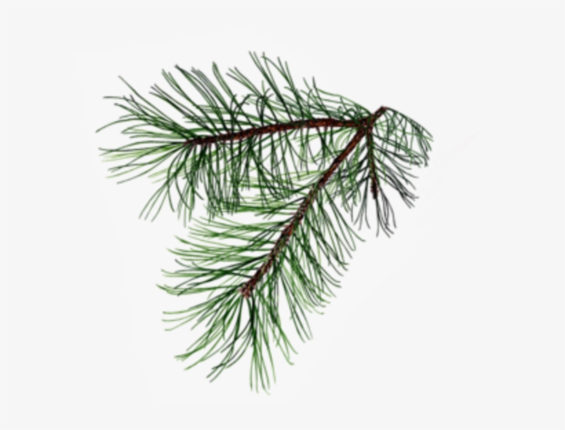 Pine Branch, Possibly For My Dedication Tattoo - New Nordic Wonder Legs - 60 Tablets (2 Packs Of 30, transparent png