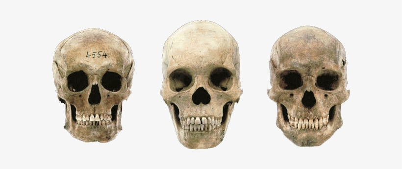 Variations In Modern Human Skulls - German Male Skull, transparent png