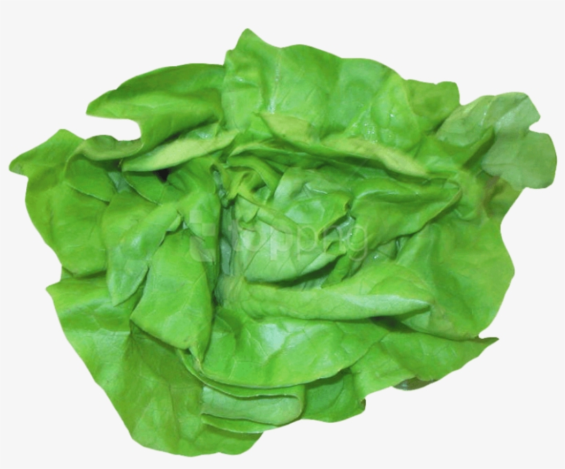 Fresh Lettuce Png Image - Lettuce, transparent png