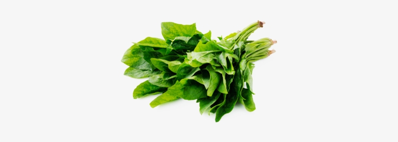 Leafy Fresh English Spinach - Spinach, transparent png