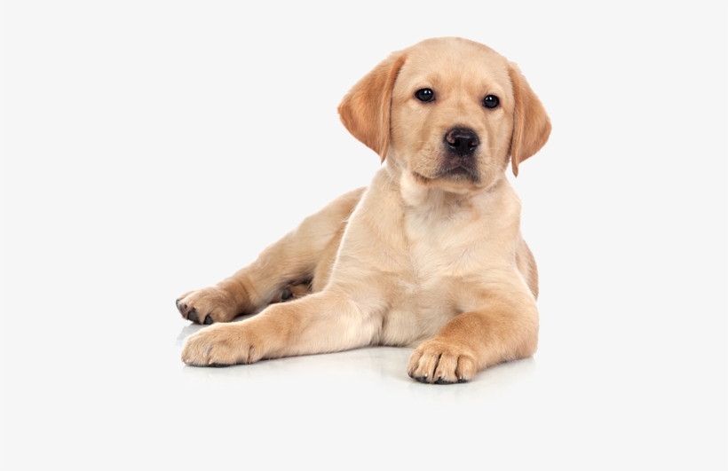 Cani Png - Cani In Png, transparent png