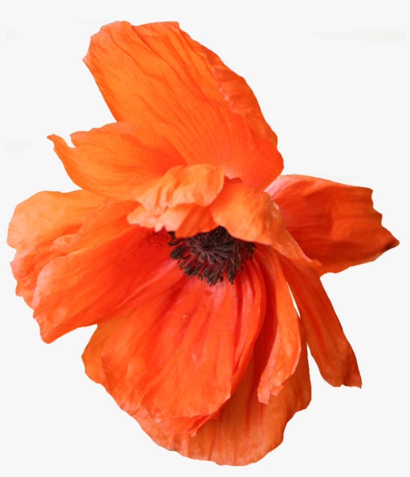 Poppy Family, transparent png