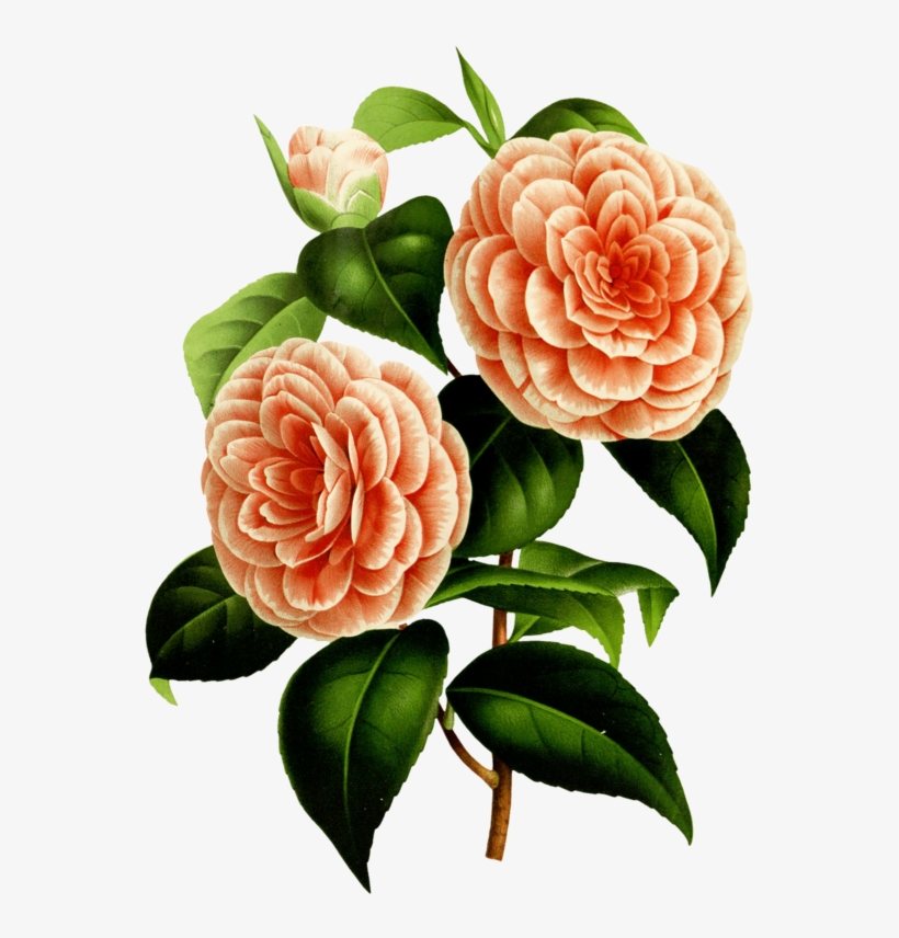 Transparent Library Watercolor Painting Botany Design - Sunlight Ep - Greg Pidcock - Download, transparent png