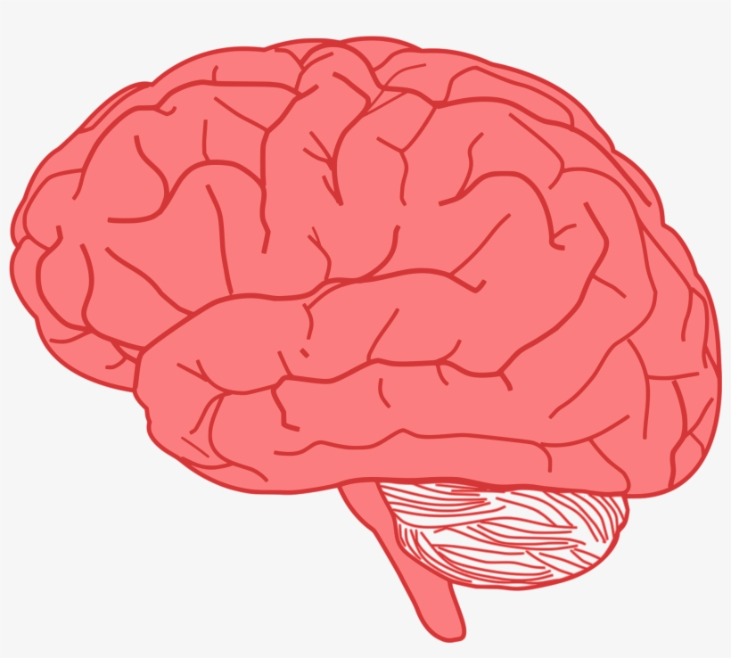 Collection Of Transparent Background High Quality - Brain Clipart, transparent png