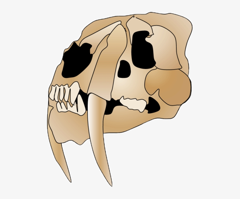 Smilodon Skull 2 - Saber-toothed Tiger, transparent png