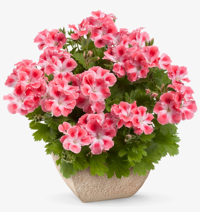 Pcandy Flowers® Peach Cloud * - Geranium Candy Flowers, transparent png