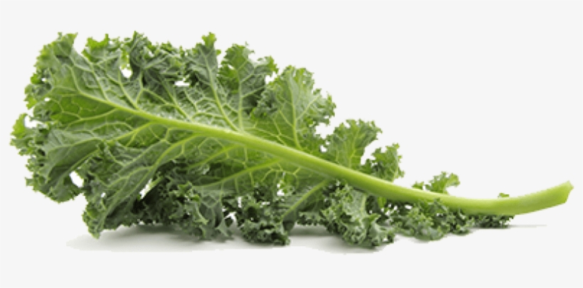Free Png Kale Png Pic Png Images Transparent - Transparent Background Kale Png, transparent png