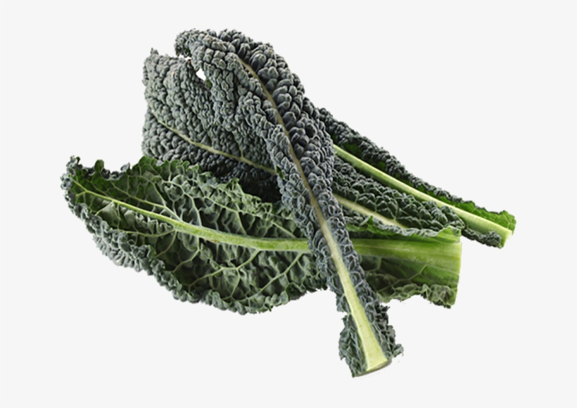 Kale Drawing Wild Mustard - Black Kale, transparent png