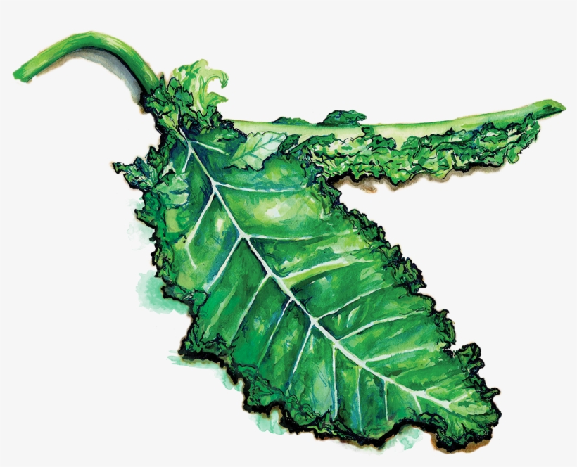 Kale - Massachusetts, transparent png