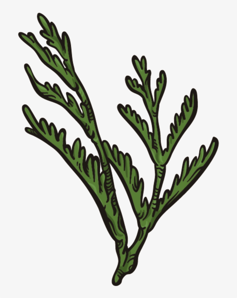 Dark Green Coral Grass Png Transparent - Coral, transparent png