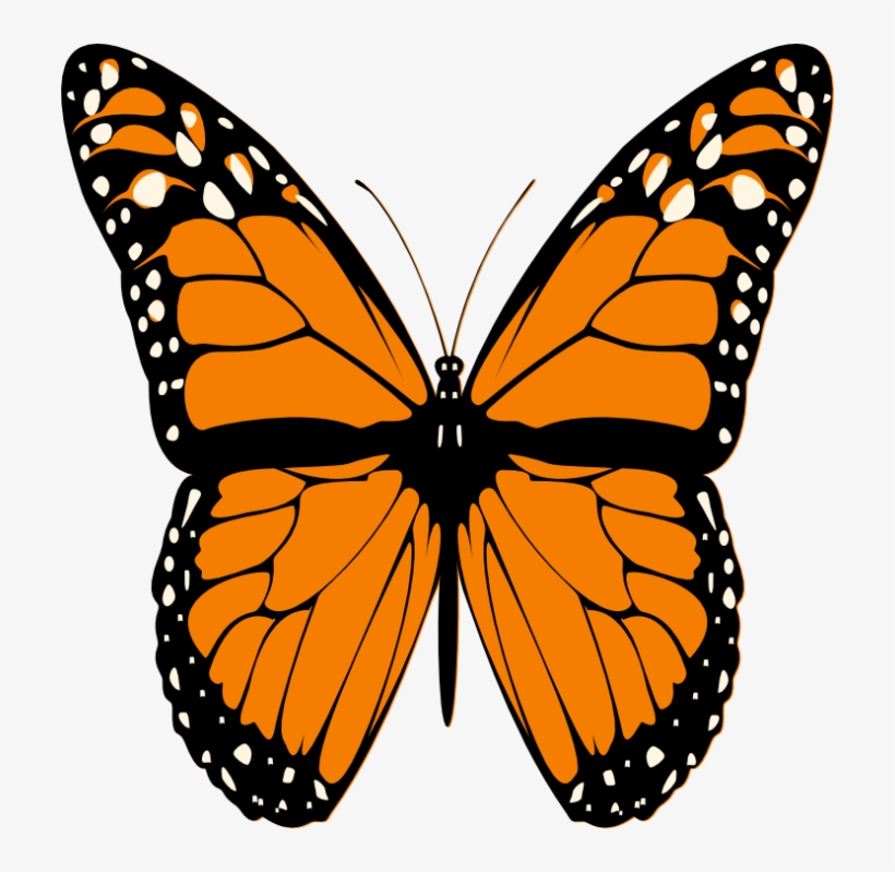 Butterfly - Iron Butterfly: Live Dvd, transparent png