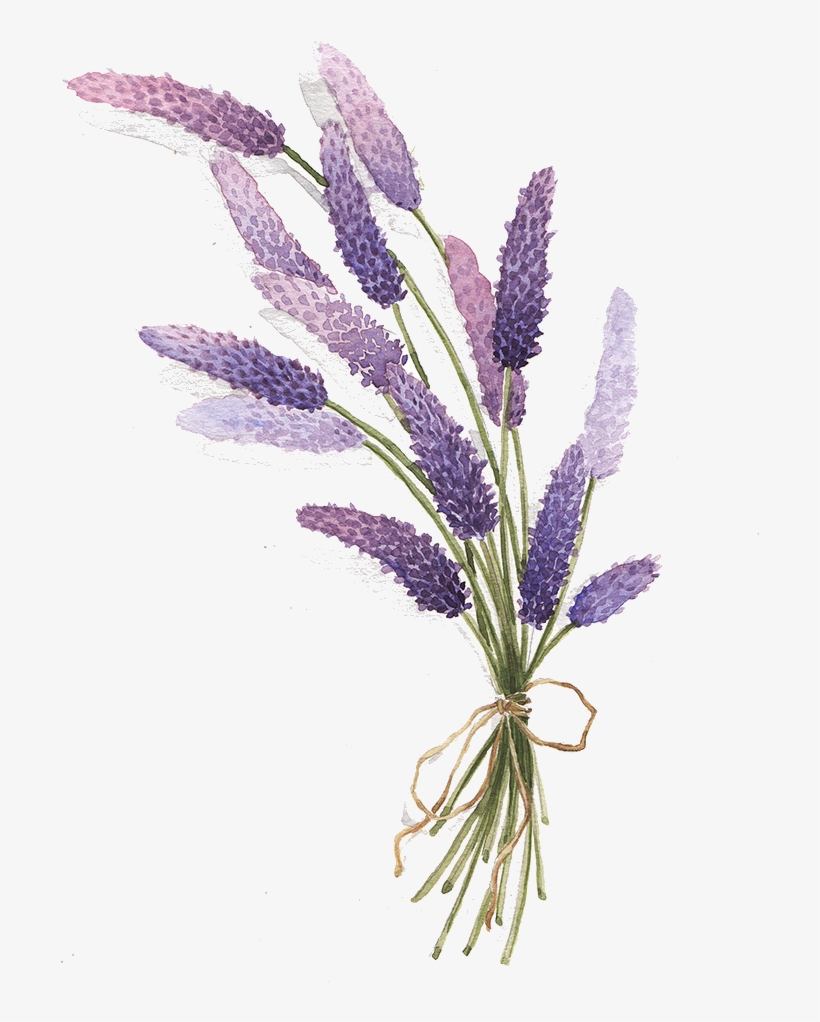 Visit - Lavender Drawing Png, transparent png