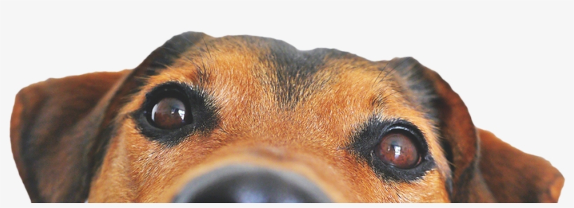 Dogface-tilt - Dog Food Recipes, The Dogs Dinner: Home Made Food And, transparent png
