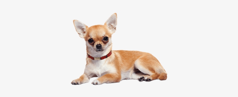 Chihuahua Lying Down - Chihuahua Puppies, transparent png