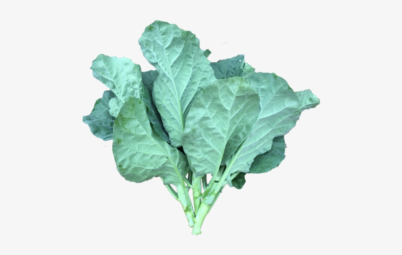 Commercial - Curly Kale, transparent png