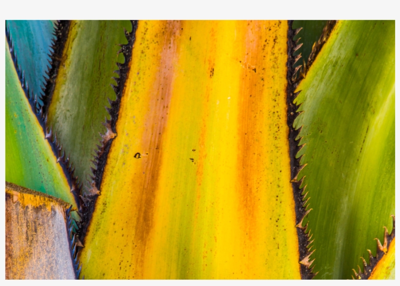 Orchids, transparent png