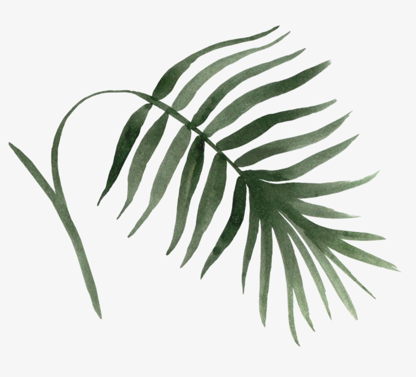 Natalie Webelements Leaf1 - Areca Palm Poster, 30x42 Cm, Posters, Prints Rikten, transparent png