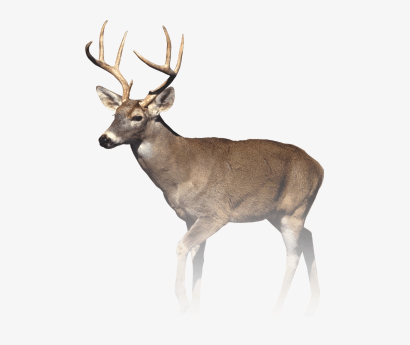 Still No Eyed Deer Joke, transparent png