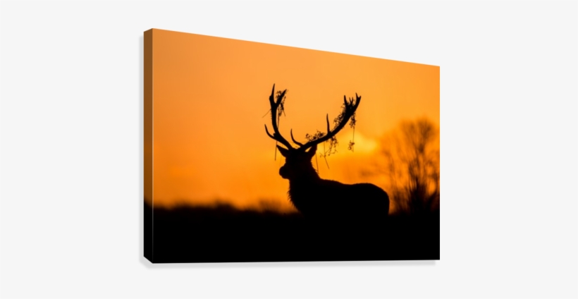 Stag Silhouette Png Download - Trademark Art 'red Deer Stag Silhouette' Photographic, transparent png