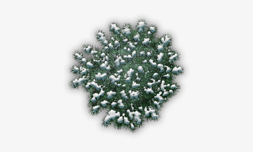 39 310k Tree, Snowy Pine C 06 Feb 2009 - Sabal Minor, transparent png
